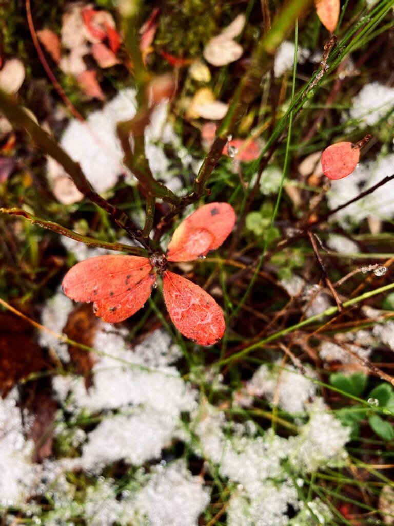 Verkkosivujen perustamisessa ja tuessa viivettä - Lue lisää